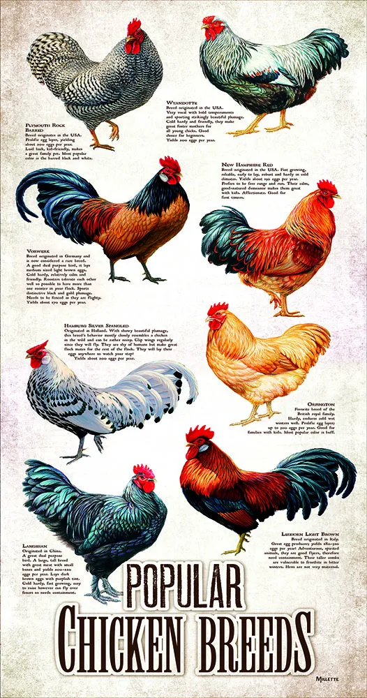 Pièces XXL - Races de Poulet Populaires