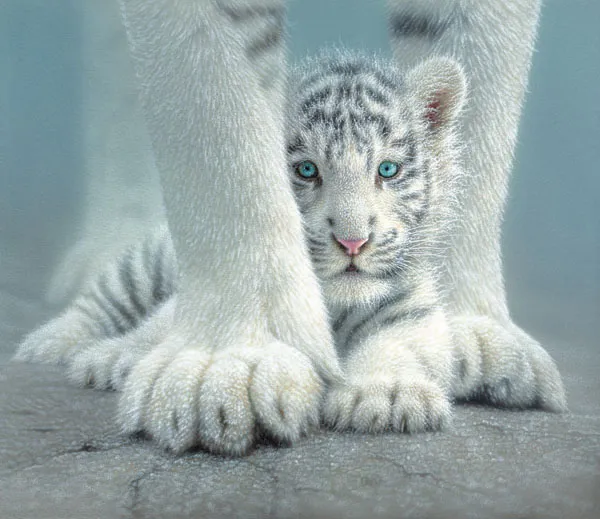 Collin bogle - Sheltered