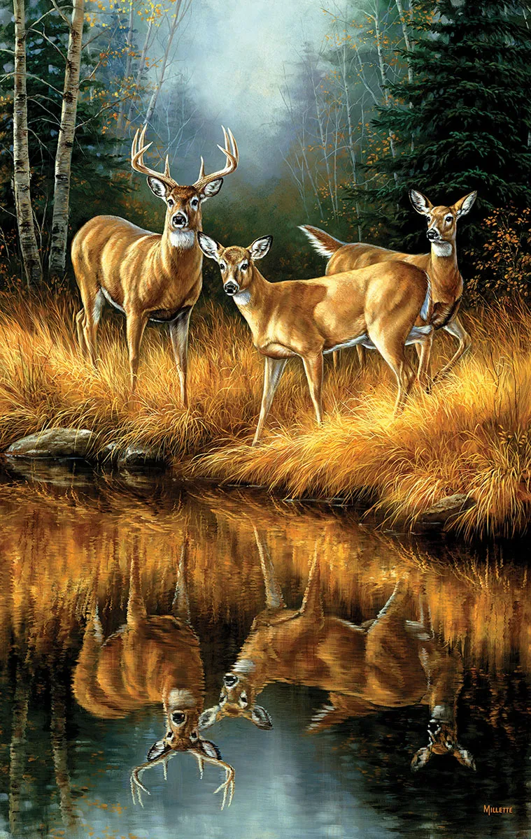 Rosemary Millette - Whitetail Reflections