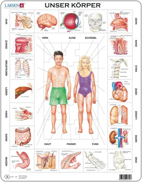 Puzzle Cadre - Le Corps Humain (En allemand)