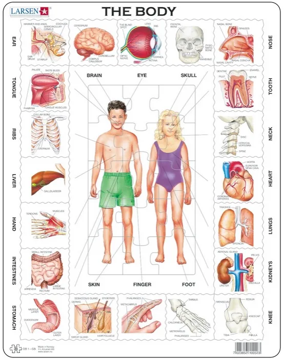 Puzzle Cadre - Le Corps Humain (en Français)