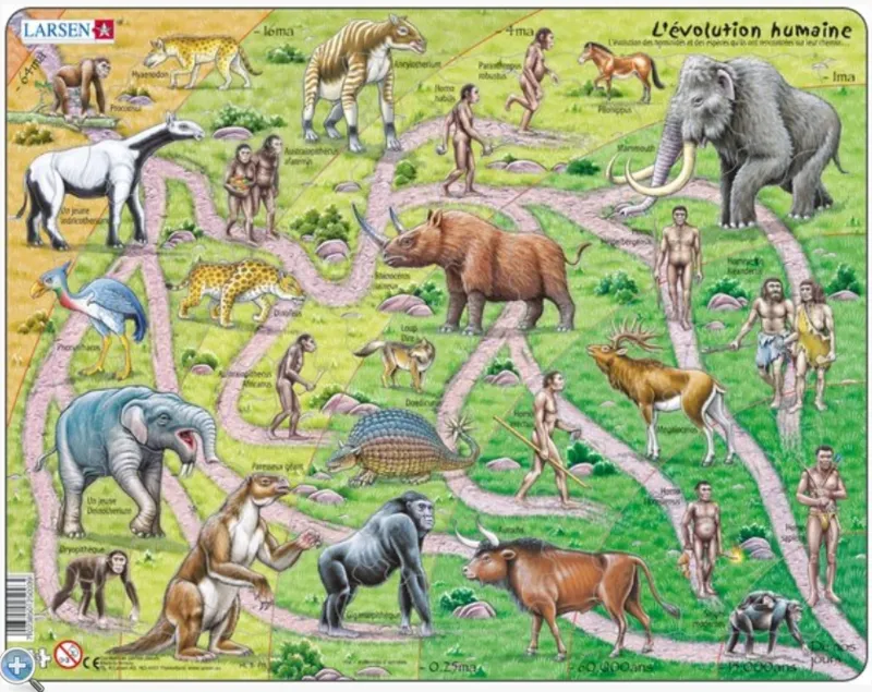 Puzzle Cadre - Evolution du Singe à l'Homme (en Français)