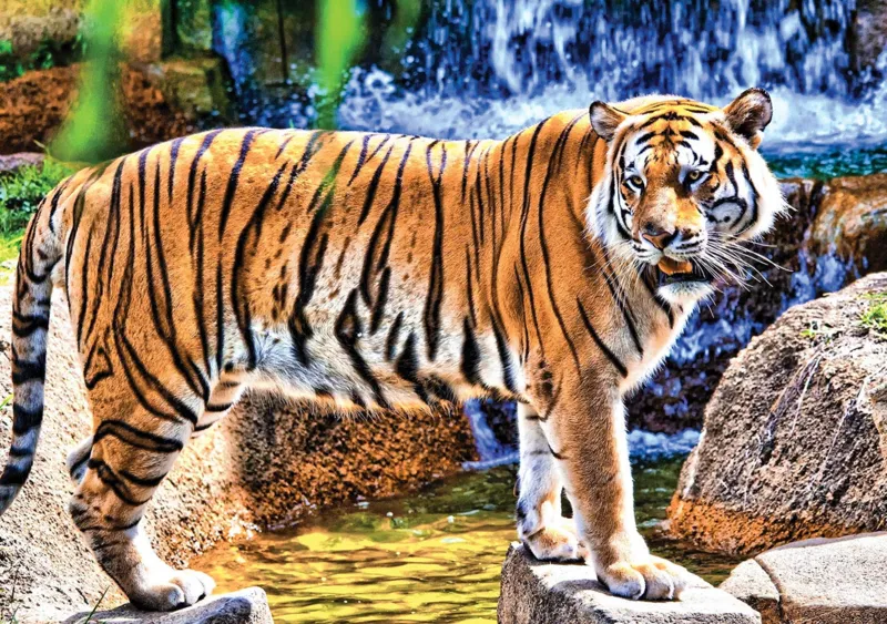 Amazing Tiger
