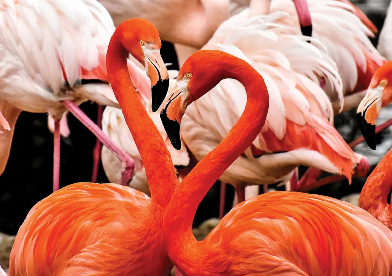 Flamingo Lovers