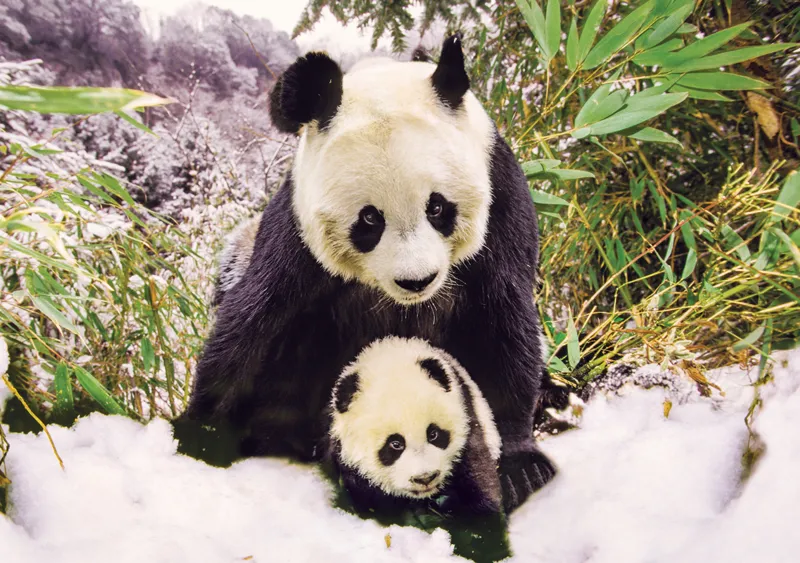 Panda Mother