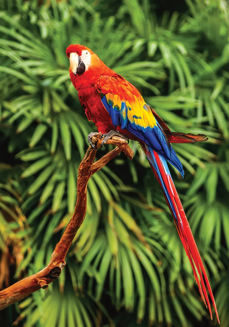 Scarlet Macaw