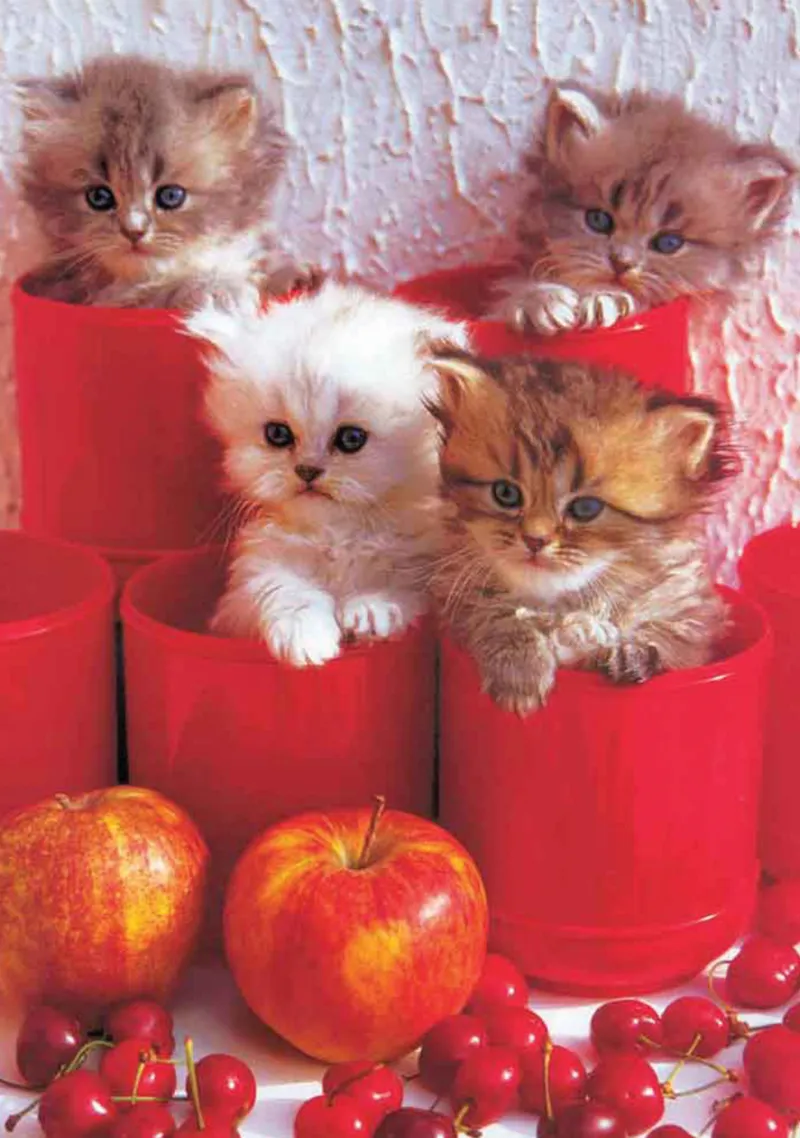 Cherry Cats