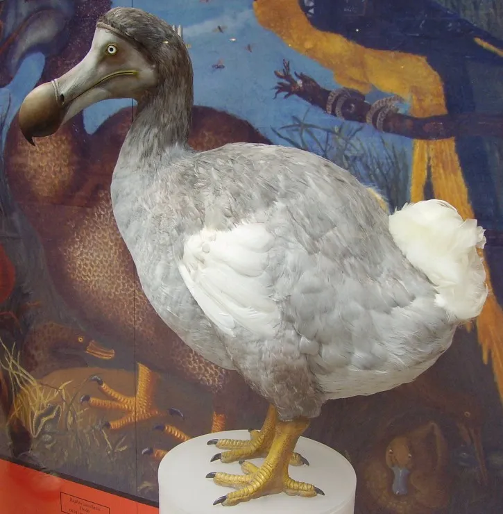 Ballista - Dodo Reconstruction (Raphus cucullatus)