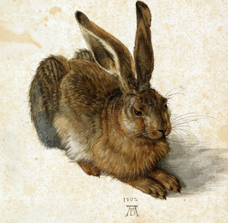 Albrecht Dürer - Le Lapin, 1502