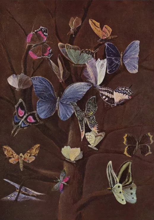 Wilhelm von Kaulbach : Schmetterlinge, 1860