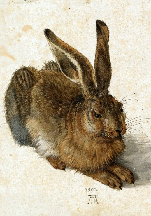 Albrecht Dürer - Le Lapin, 1502