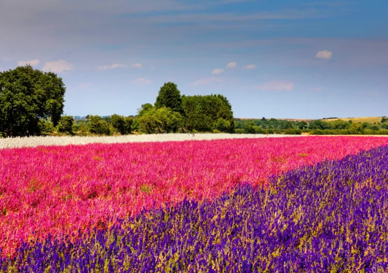 Wick Confetti Fields near Pershore