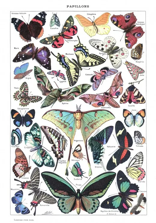 Illustration du Larousse pour Tous : Papillons, 1907-1910