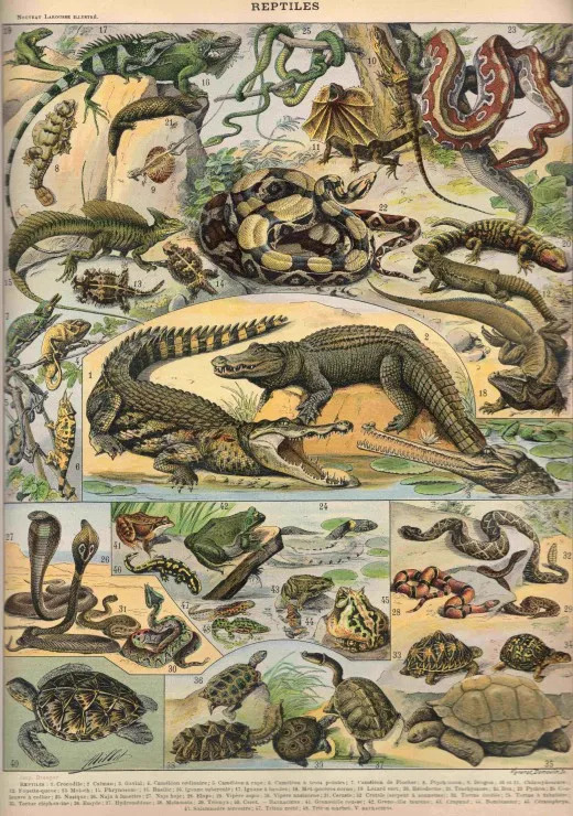 Illustration du Nouveau Larousse Illustré : Reptiles , 1897-1904