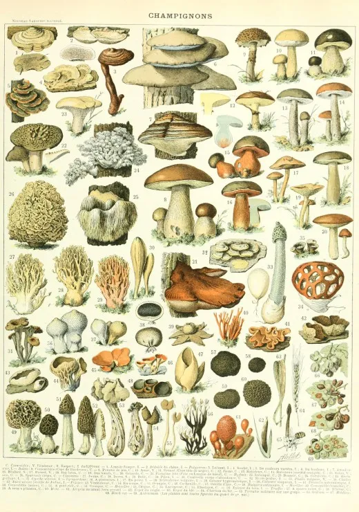 Illustration du Larousse : Champignons , XIXè Siècle