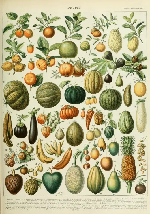 Illustration du Nouveau Larousse Illustré : Fruits , XIXè Siècle