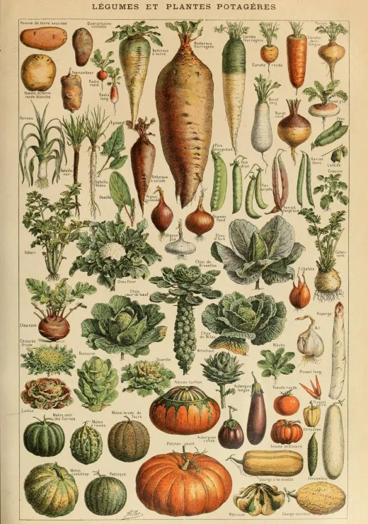 Illustration du Larousse pour Tous: Légumes et Plantes Potagères, XIXè Siècle