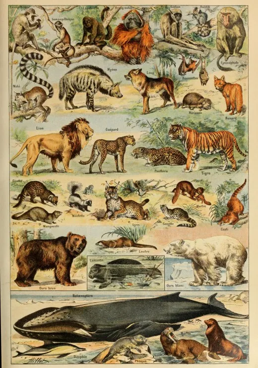 Illustrations du Larousse pour Tous : Mammifères , XIXè Siècle