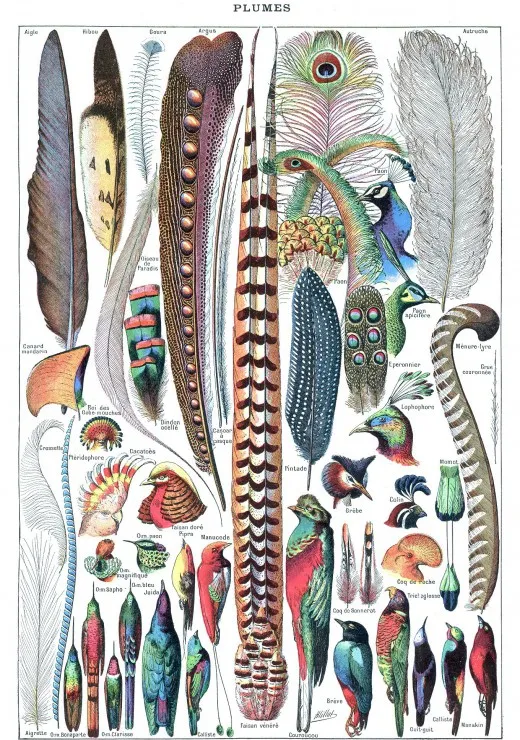 Illustration du Larousse pour Tous : Plumes , 1907-1910