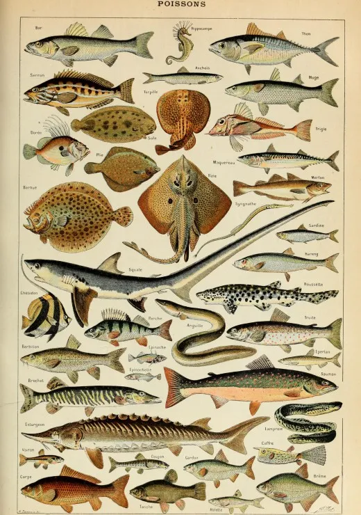 Illustration du Larousse pour Tous : Poissons , XIXè Siècle