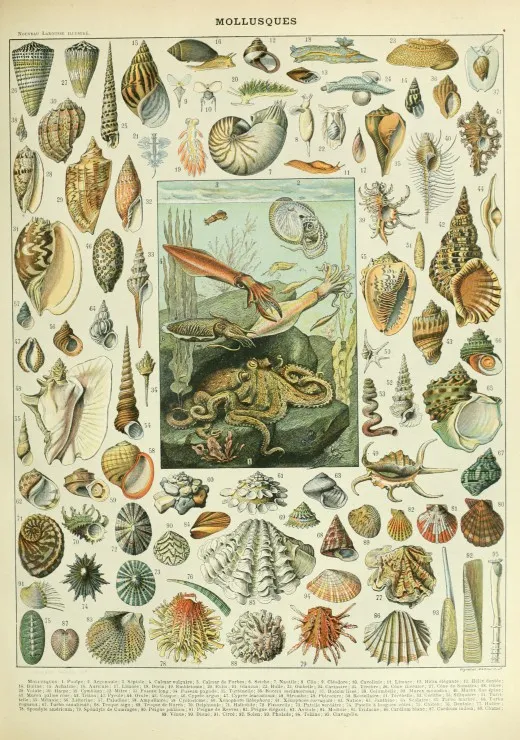 Illustration du Nouveau Larousse Illustré : Mollusques , XIXè Siècle