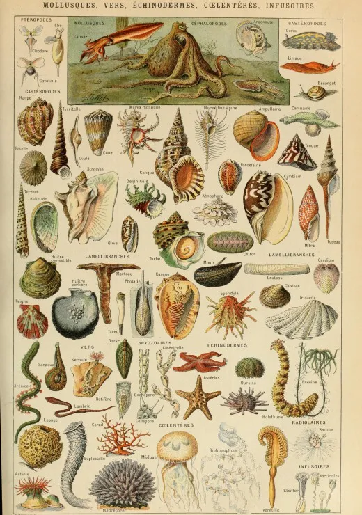 Illustration du Larousse pour Tous : Mollusques , XIXè Siècle