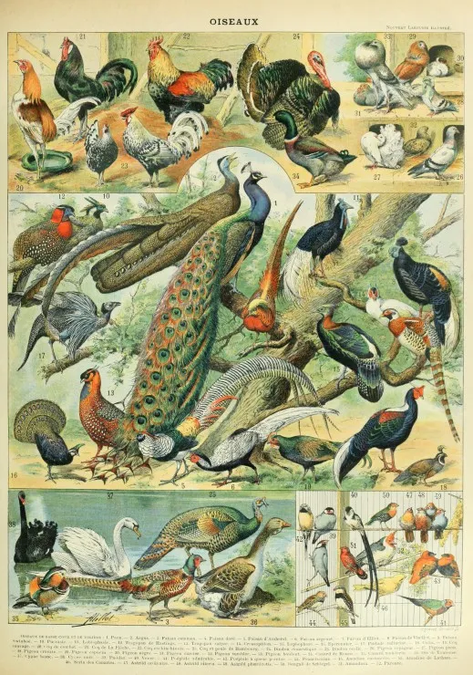 Illustration du Nouveau Larousse Illustré : Oiseaux , XIXè Siècle