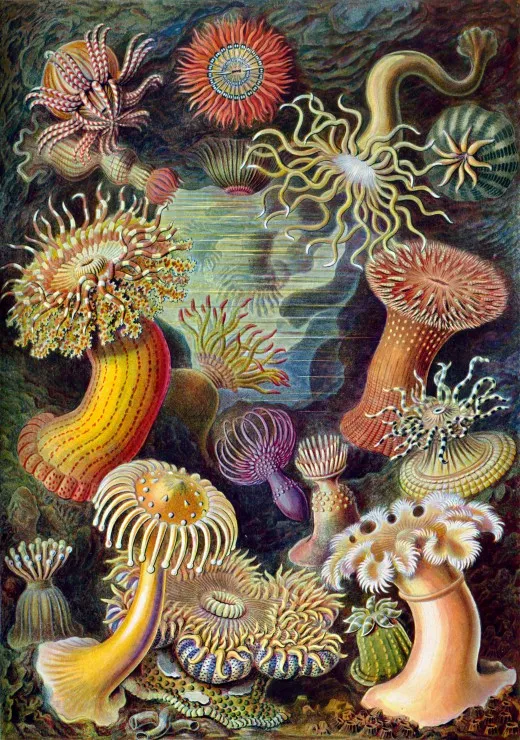 Ernst Haeckel : Anémones de Mer , 1904