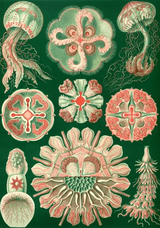 Ernst Haeckel : Les Trachyméduses , 1904