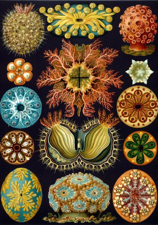 Ernst Haeckel : Les Ascidies , 1904