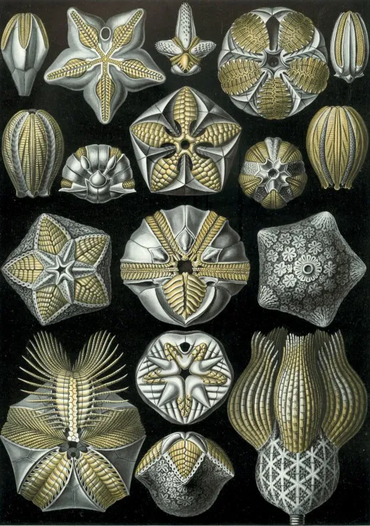 Ernst Haeckel : Les Blastoidea , 1904