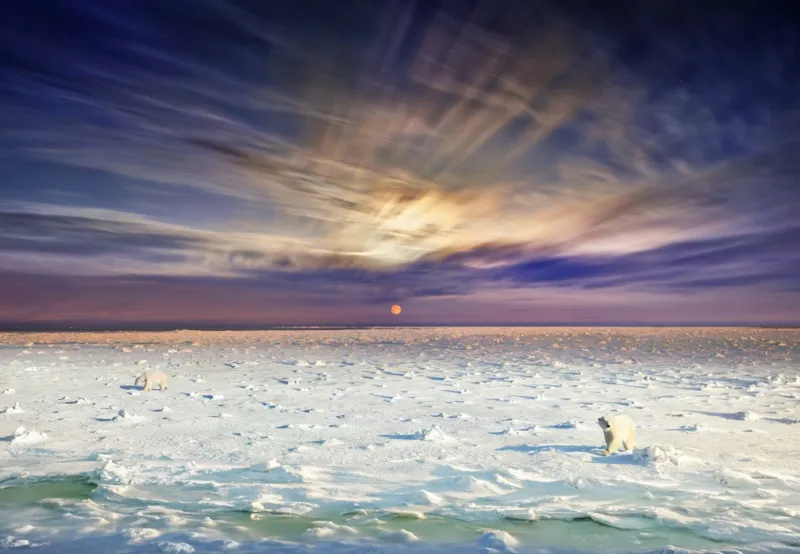 Polar Bears, Churchill M Anitoba, Day to Night TM