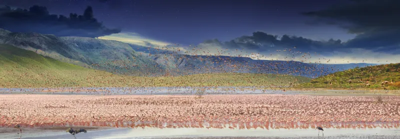 Flamants roses, Lac Bogoria, Kenya, Afrique, Day to Night TM