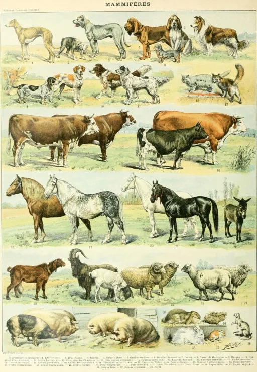 Illustration du Nouveau Larousse Illustré : Mammifères, XIXè Siècle