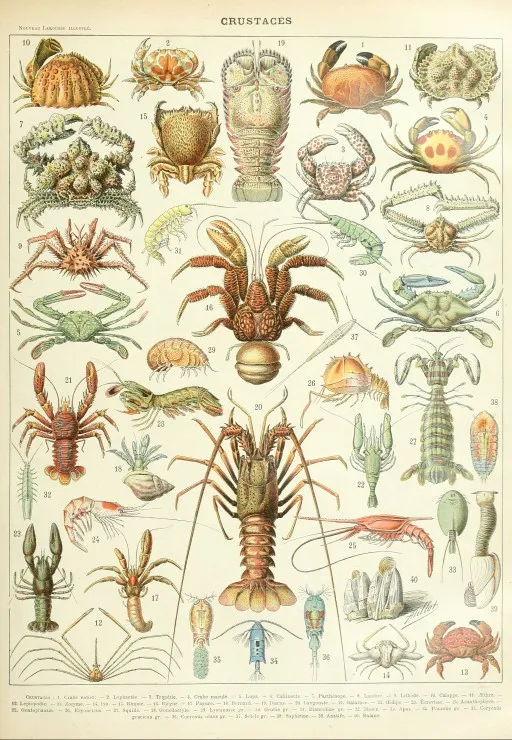 Illustration du Larousse : Les Crustacés