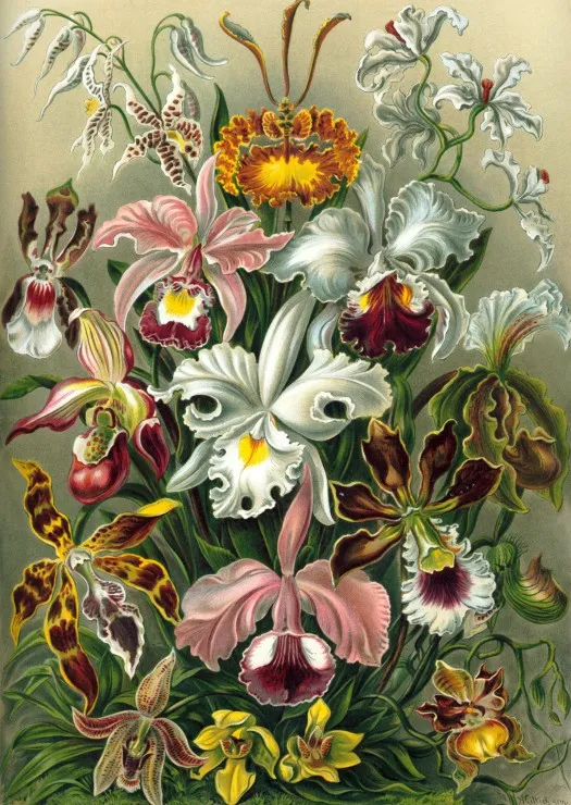 Ernst Haeckel : Les Orchidées , 1904