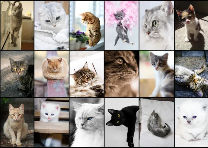 Collage - Chats