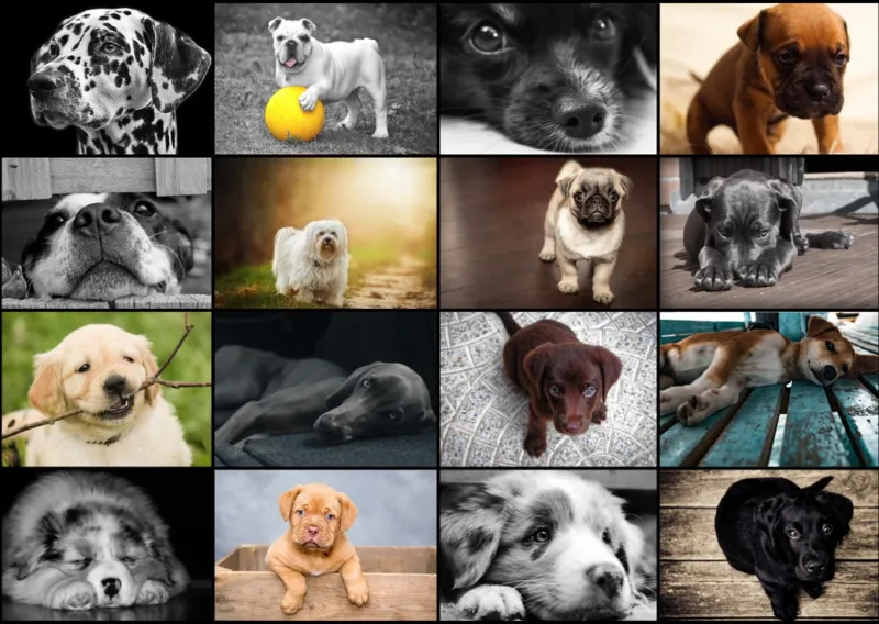 Collage - Chiens