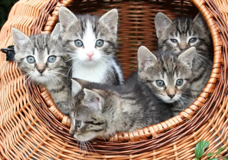 Chatons dans le Panier
