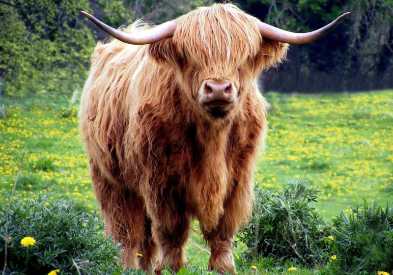 Vache des Highlands