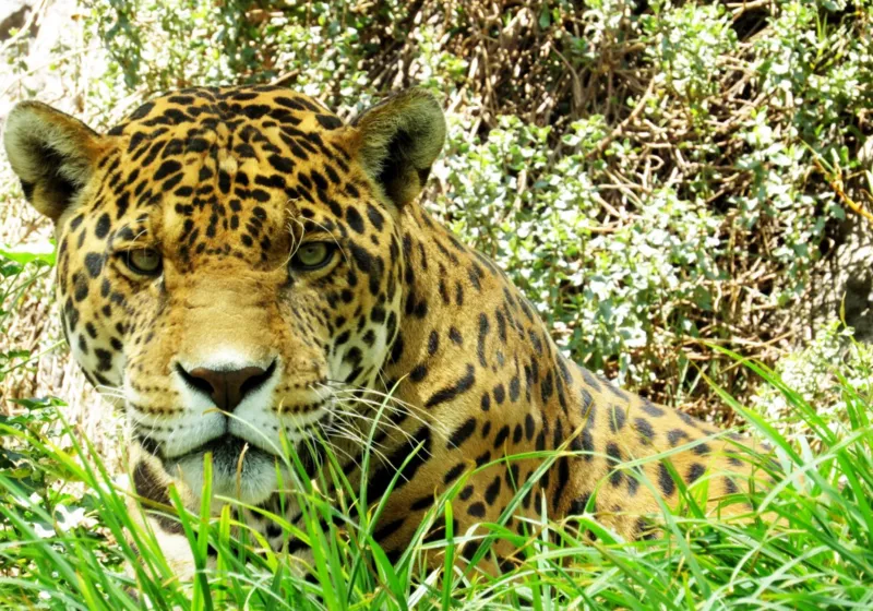 Jaguar
