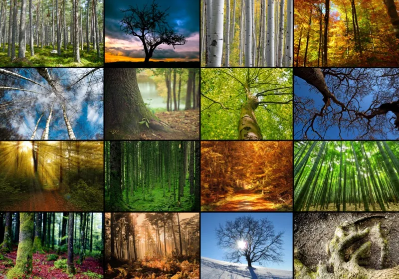 Collage - Arbres