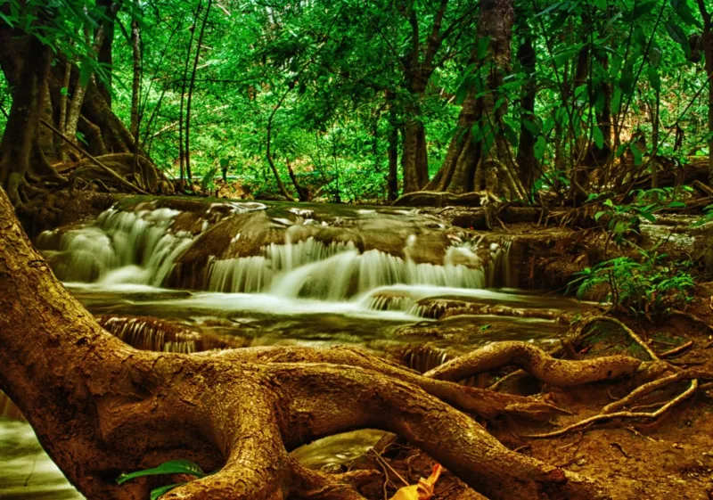 Cascade dans la Forêt Ombragée