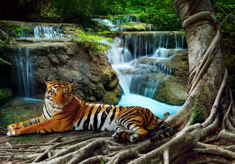 Tigre et Cascade