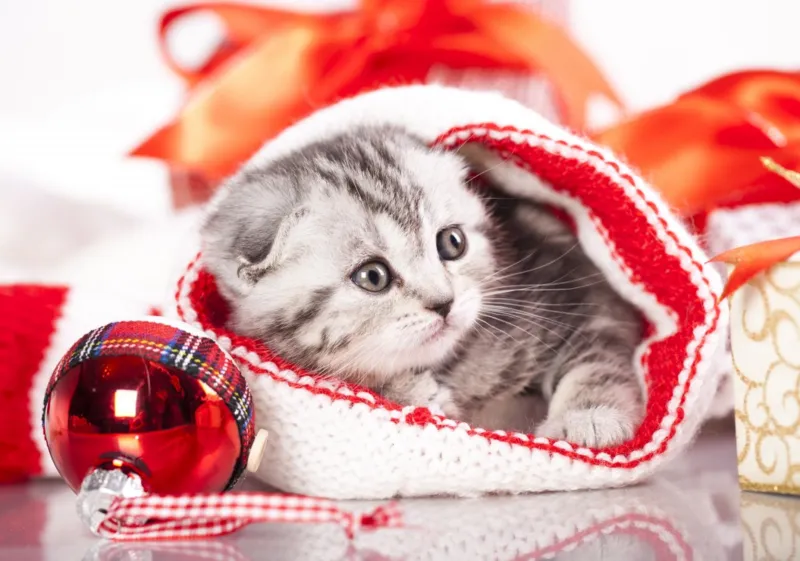Chaton de Noël