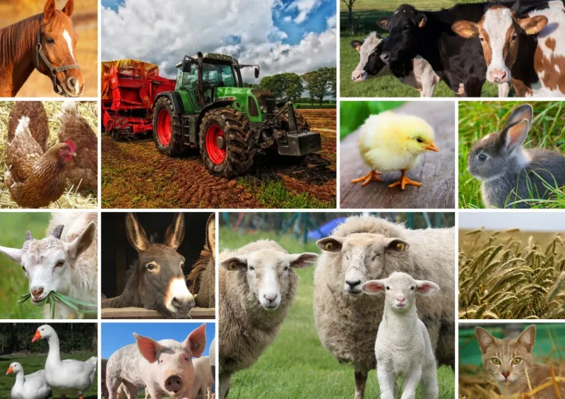 Collage - Animaux de la Ferme