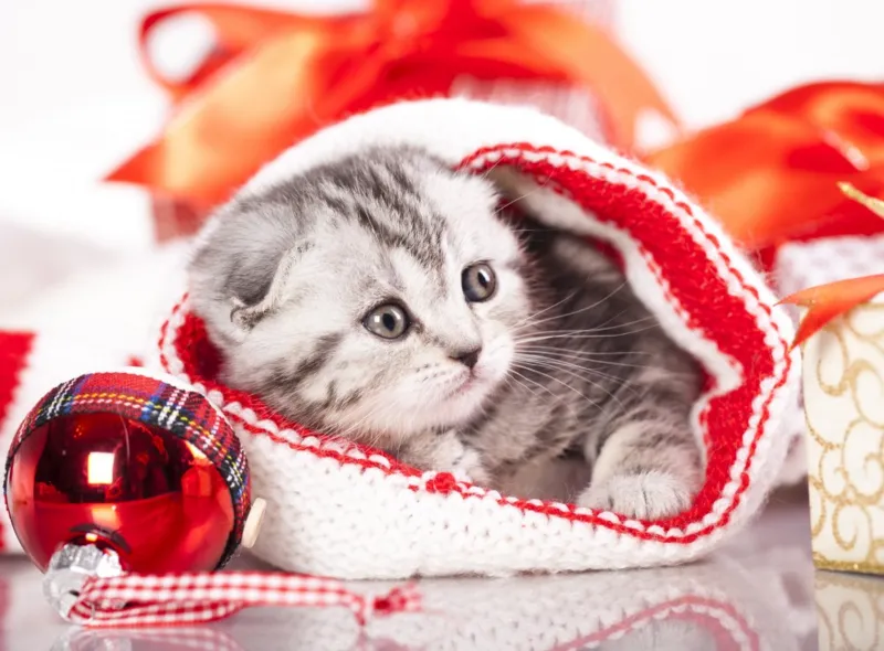 Chaton de Noël