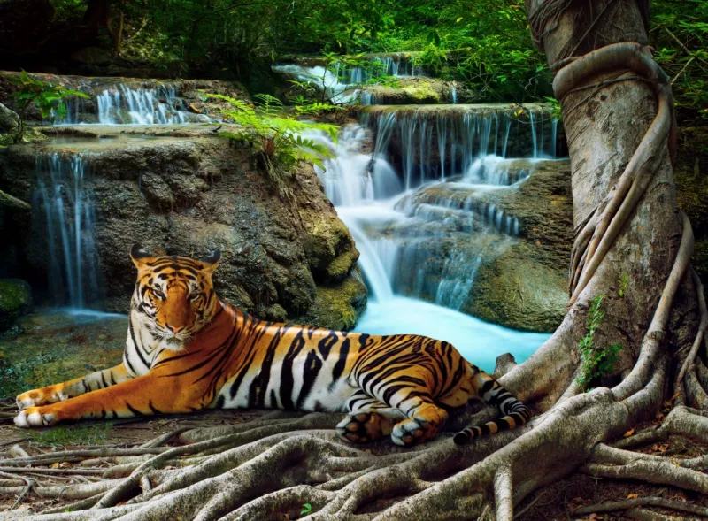 Tigre et Cascade