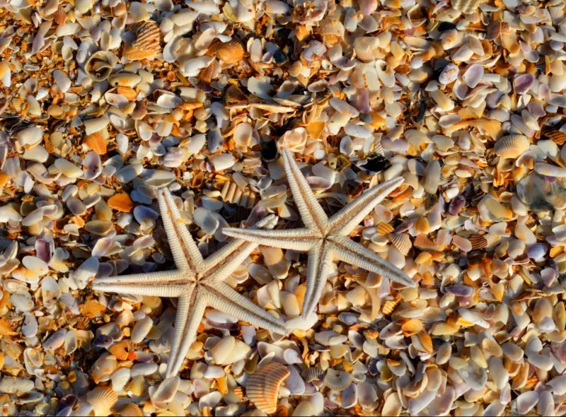 Coquillages et Etoiles de Mer