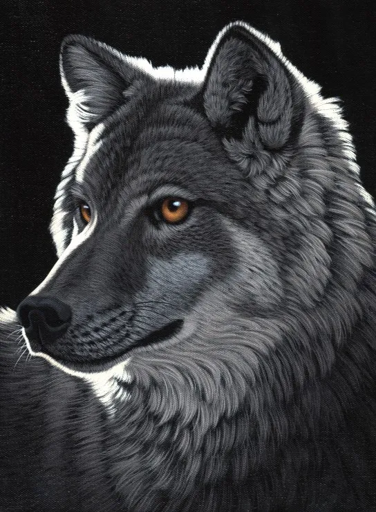 Schim Schimmel - Night Wolf